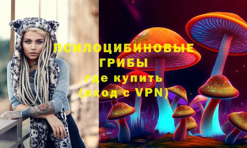 Галлюциногенные грибы Psilocybe  Цоци-Юрт 